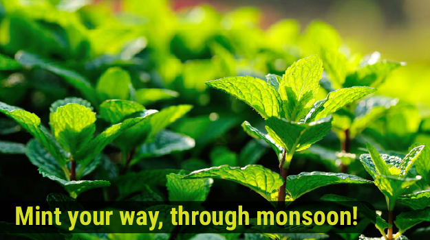 Qwellness Newsletter – Mint for Monsoon Wellness