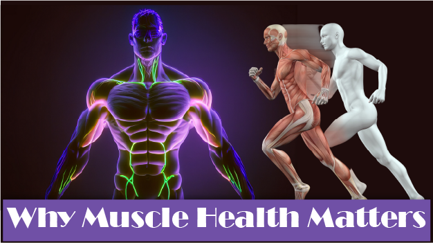 Qwellness Newsletter – Muscle Health Essentials